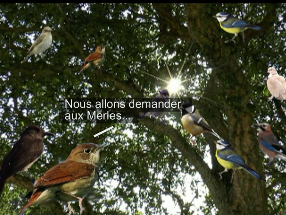 Le message d'un merle