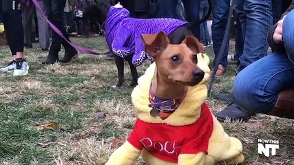 Des chiens fêtent Halloween et vous allez craquer sur leur déguisement