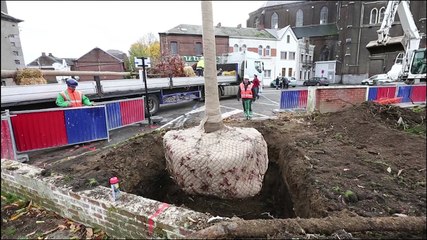 Hautmont: de nouveaux arbres place du 8 mai 1945