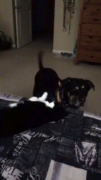 Un chat empêche un chien de monter sur le lit!