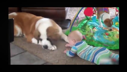 BEST FUNNY DOGS COMPILATION LONG ( 2014 - 2015 ) - Funny Dog Videos Ever - Funny Videos 2015