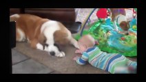 BEST FUNNY DOGS COMPILATION LONG ( 2014 - 2015 ) - Funny Dog Videos Ever - Funny Videos 2015