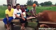 Funny Videos Compilation 2015 WhatsApp Videos Funny Indian Videos Vine Compilation Part 344