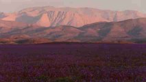 Las flores del desierto chileno