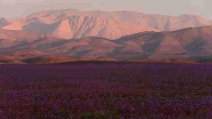 Las flores del desierto chileno