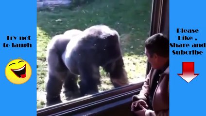 Funny Animals - When animals attack people - Funny Videos