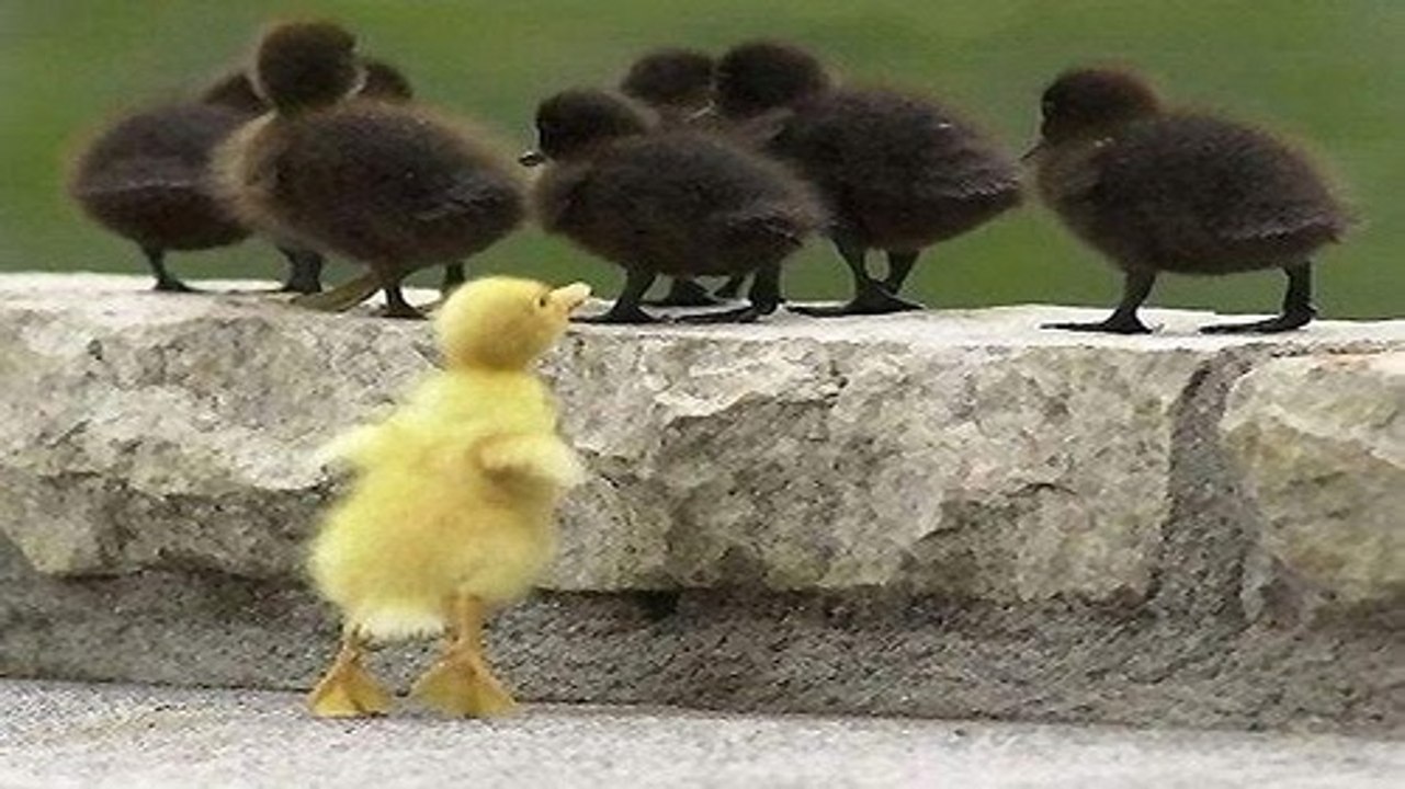 ducks