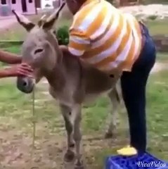 donkey ride -cople donkey ride- very funny video