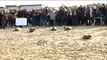 CALAIS - cinq jeunes phoques retrouvent leur liberté sur la plage