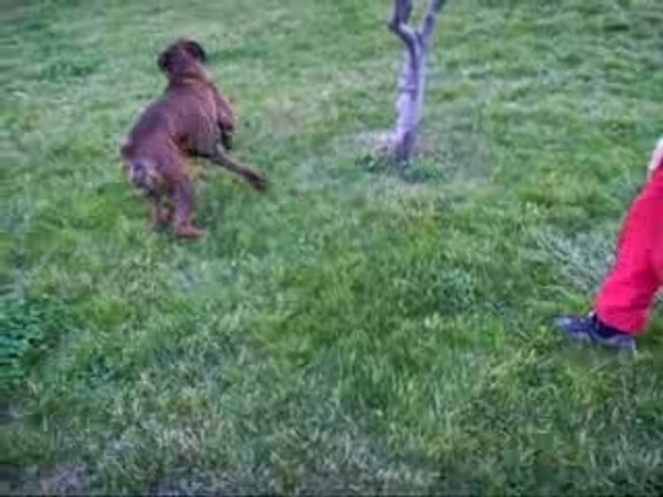 Mon toutou vs le pervers