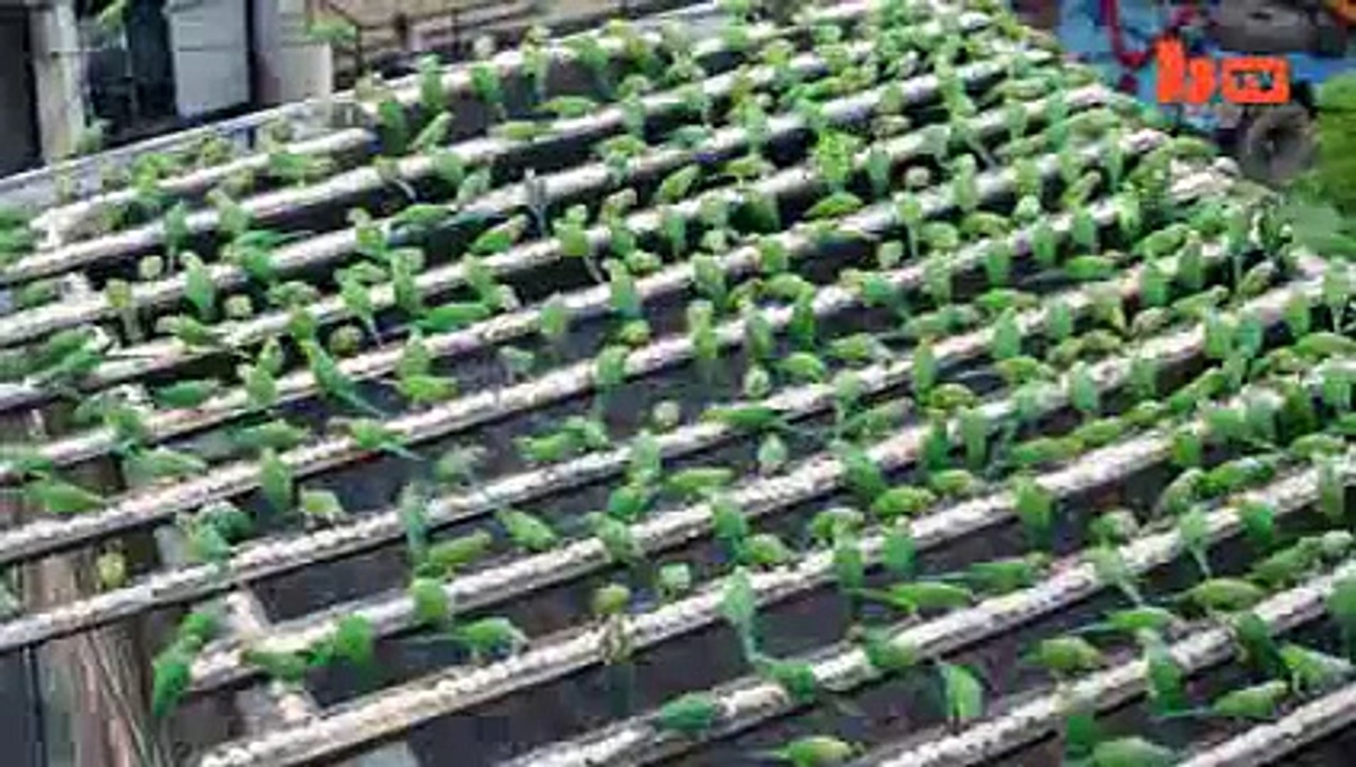Indias Birdman Feeds 4000 Parakeets A Day - Amazing video