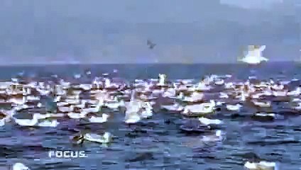 Transient orca punts a seal 80 feet into the air near Victoria BC
