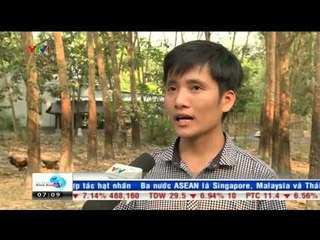 TÀI CHÍNH KINH DOANH: CAO SU RỚT GIÁ MẠNH NHIỀU NÔNG DÂN BÌNH DƯƠNG GẶP KHÓ KHĂN (05/03/2015)