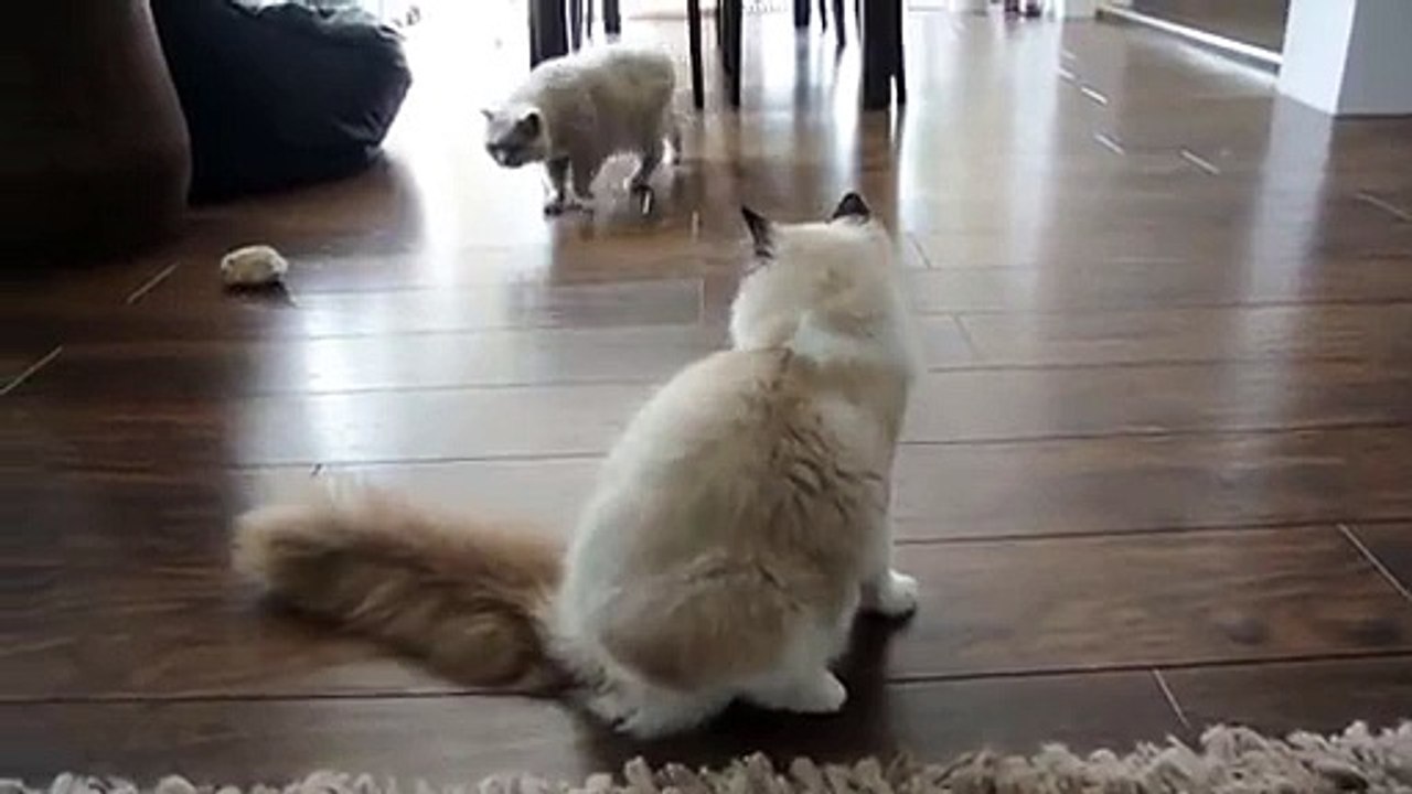 AMAZING FUNNY VIDEO