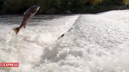Des saumons filmés en slow motion remontent le courant d'une rivière