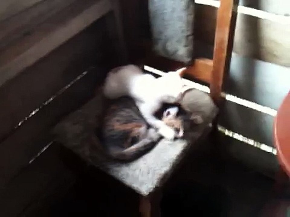 Gatos