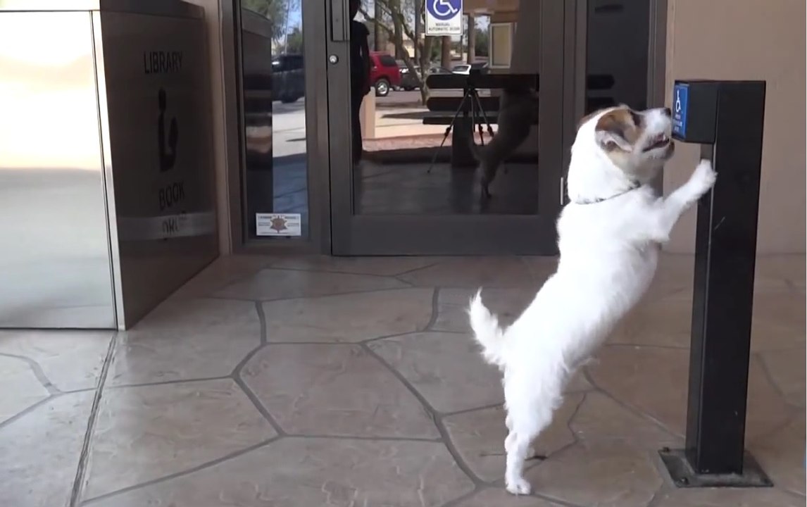 Самая умная собака в Мире попала в книгу(Гиннесса)