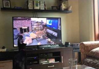 Excited Dog Loves Watching Other Excited Dogs