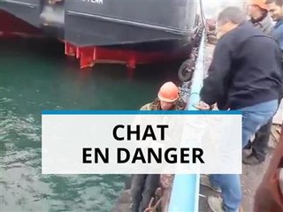 Le sauvetage de ce chaton va vous faire fondre le coeur