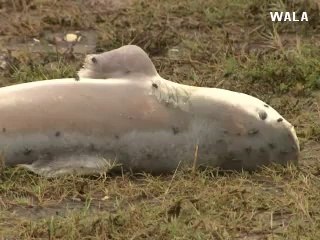 Woman finds shark in backyard after flooding