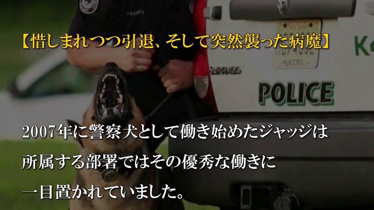 152人を逮捕した警察犬が最後の敬礼をうけ安楽死に…