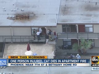 One person injured, cat dies in apartment fire