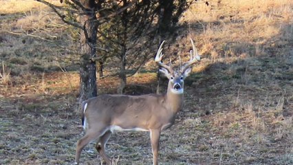 6 Awesome Stands for the Rut