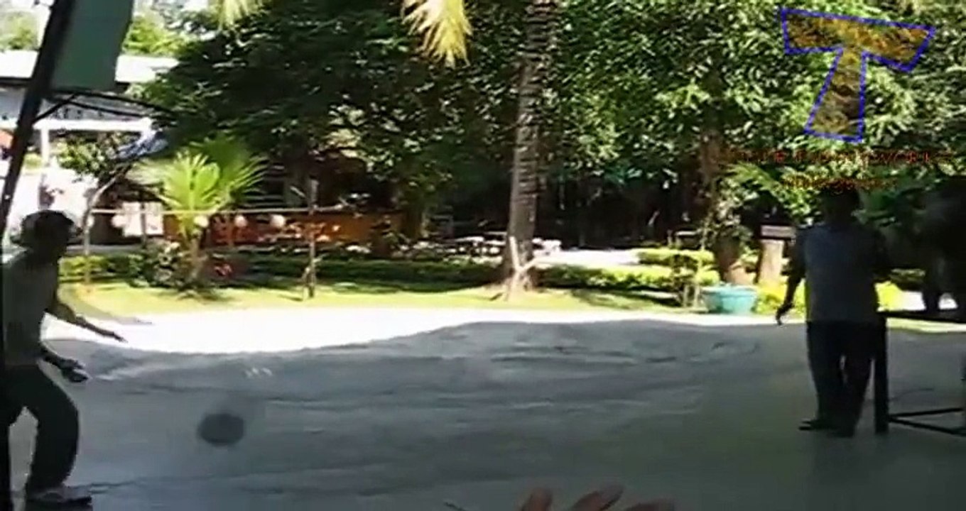 NUEVO! Funny animals playing sports - Cute animal compilation zxvf