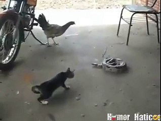 Funny Cat React When Snak Come