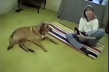 Dog joking with the teacher of yoga. :))