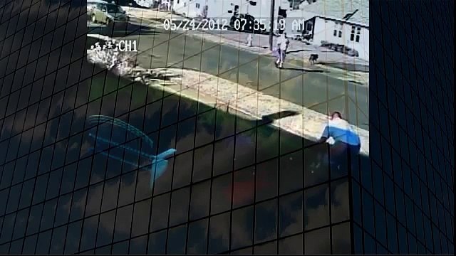 Pitbull attacks walking dogs Authorities take no action when animals attack