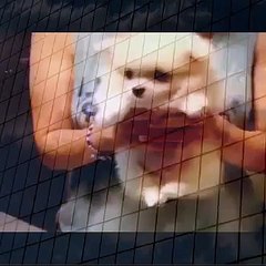 My Dog love Air Swimming when animals attack