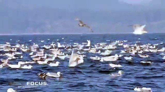 Kuyruğuyla Foku Havaya Fırlatan Katil Balina