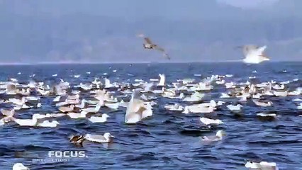 Kuyruğuyla Foku Havaya Fırlatan Katil Balina