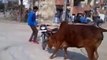 Bike Stunt fails - boy injured - Pride of Cows appeared