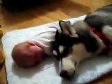 Köpek Ağlayan Bebeği Teselli Ediyor
