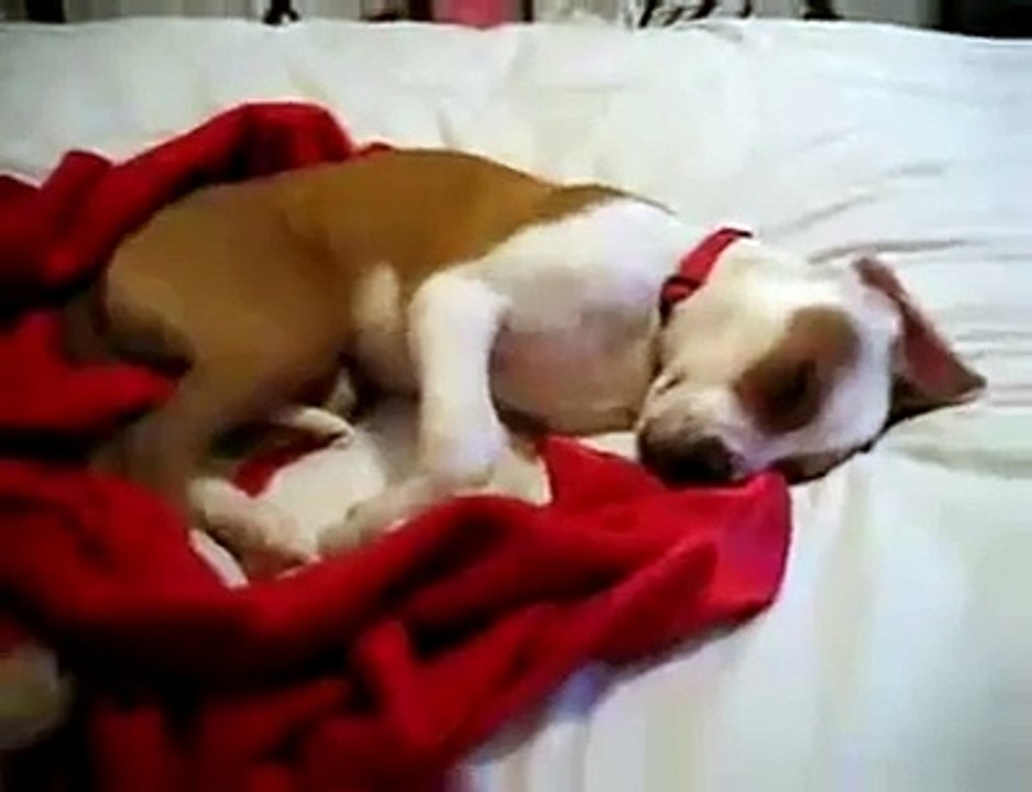 Köpeklerde Rüya Görürmüş..