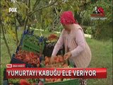 Üreticisinden Organik yumurtayı anlamanın püf noktaları