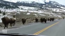 Are Americas Bison Fleeing A Super Volcano?