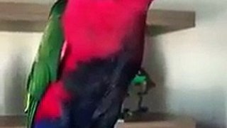 parrot ringing mobile tune