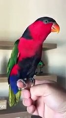 parrot ringing mobile tune