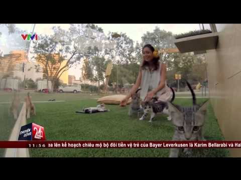 CHUYỂN ĐỘNG 24H: MÈO CON - LIỆU PHÁP GIẢI TỎA CĂNG THẲNG