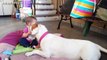 Funny And Cute Pitbull Dogs Love Babies Compilation 2015 - Sweet Babies