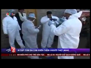 Ai Cập: Cúm gia cầm khiến thêm 4 người thiệt mạng