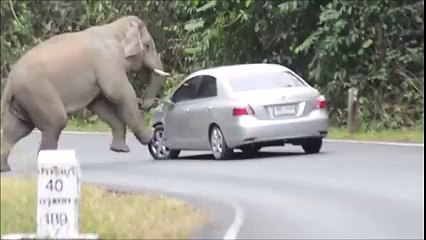 The elephant , who does not like cheap foreign cars