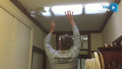 How to Remove a Six-Foot Carpet Python From Your Light Fixture