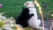 Funny cats massaging and petting dogs Cute animal compilation
