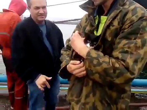 Le sauvetage d'un chat coincé sous un cargo