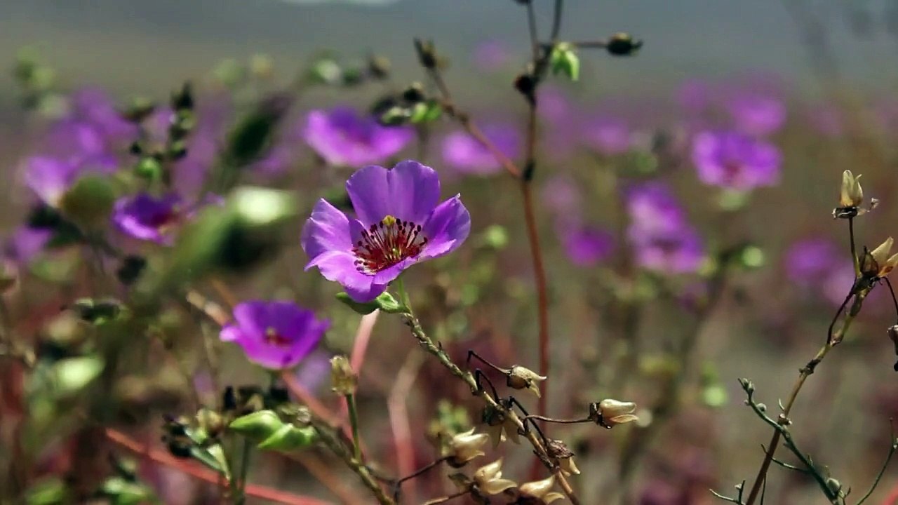 Flores do deserto