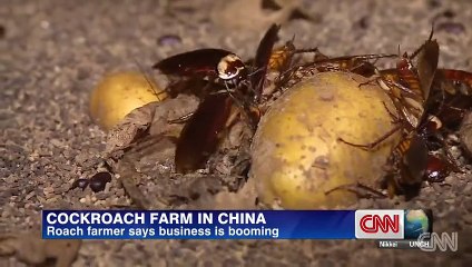 Cockroaches farming business